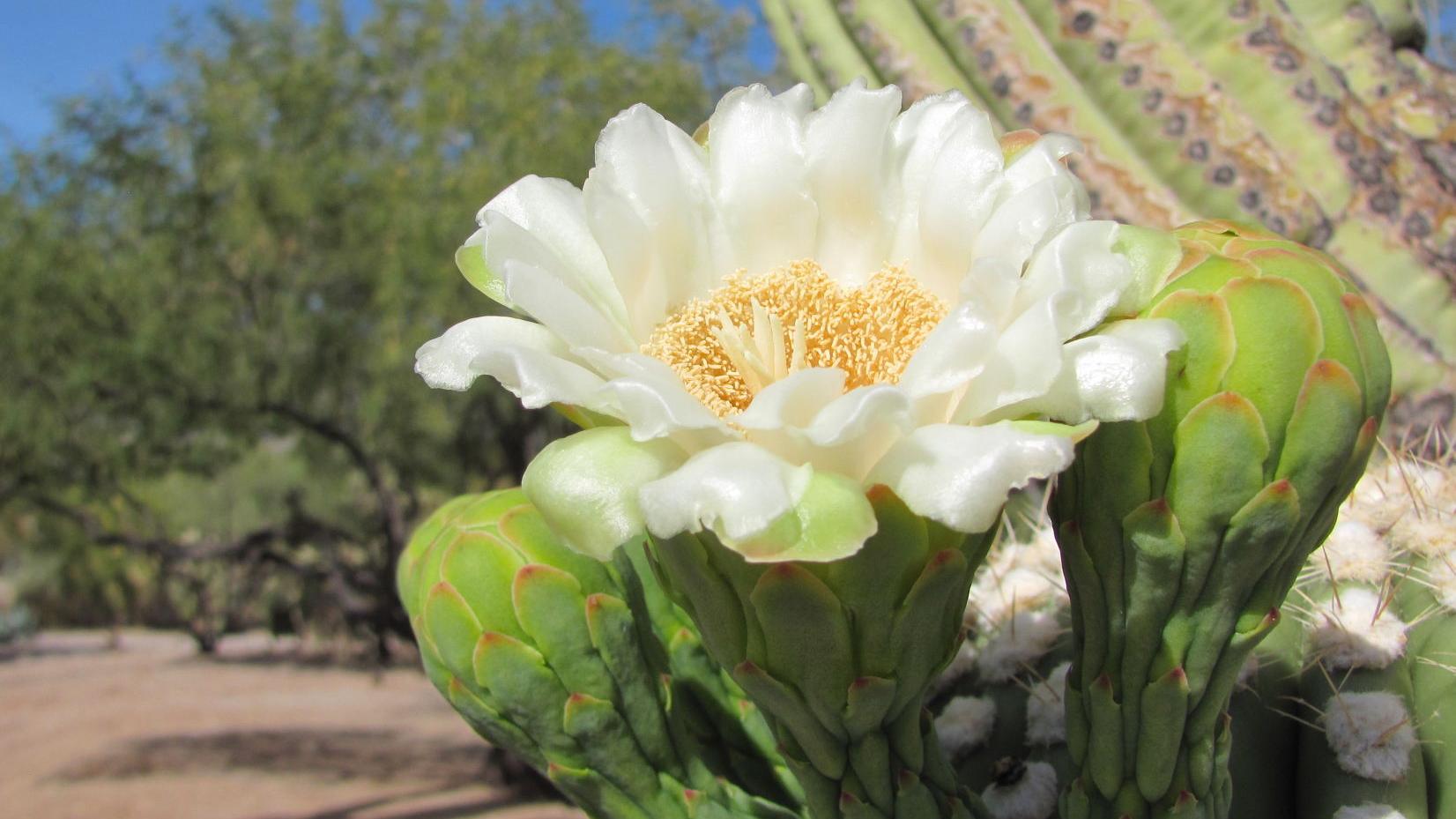 Saguaros blooming around Tucson in mid-November — far later than usual